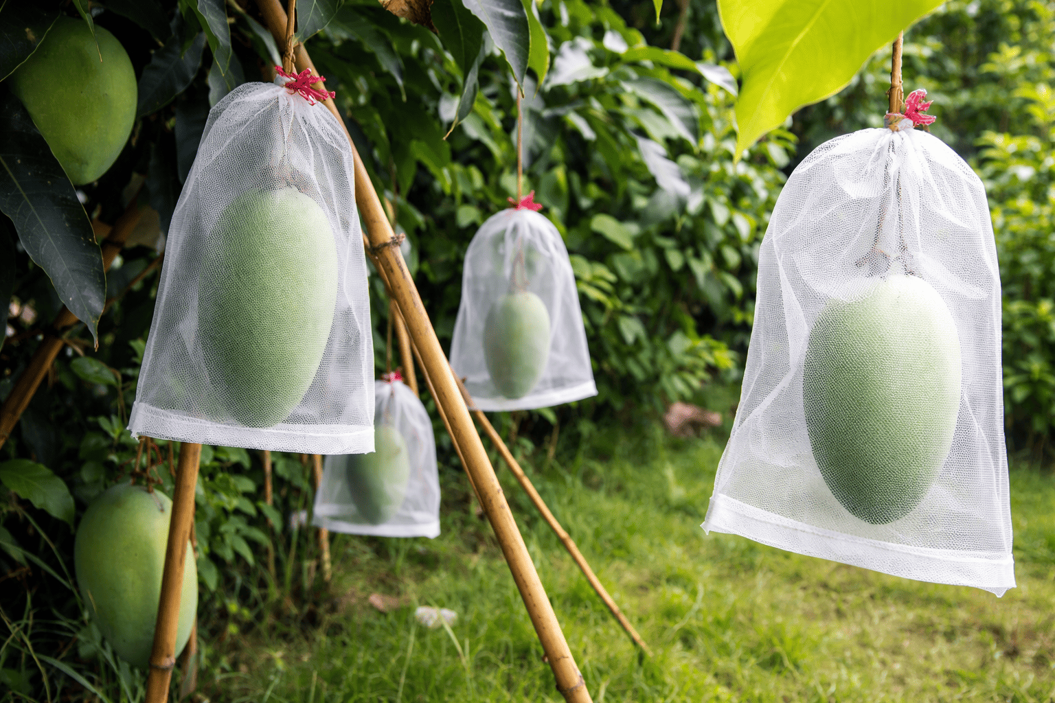 Fruit bag - Image 4