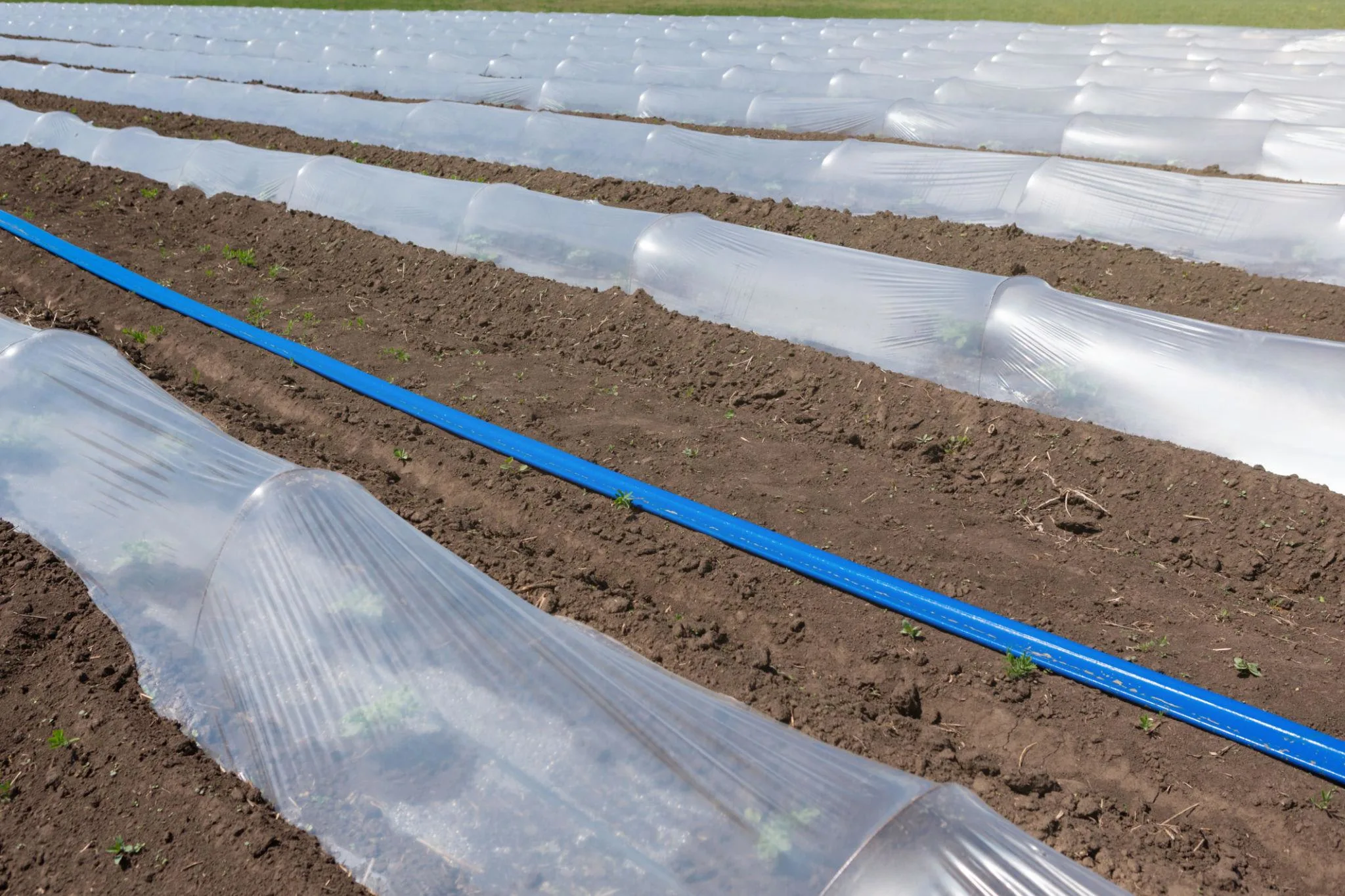 Lowtunnel mulch film - Image 3