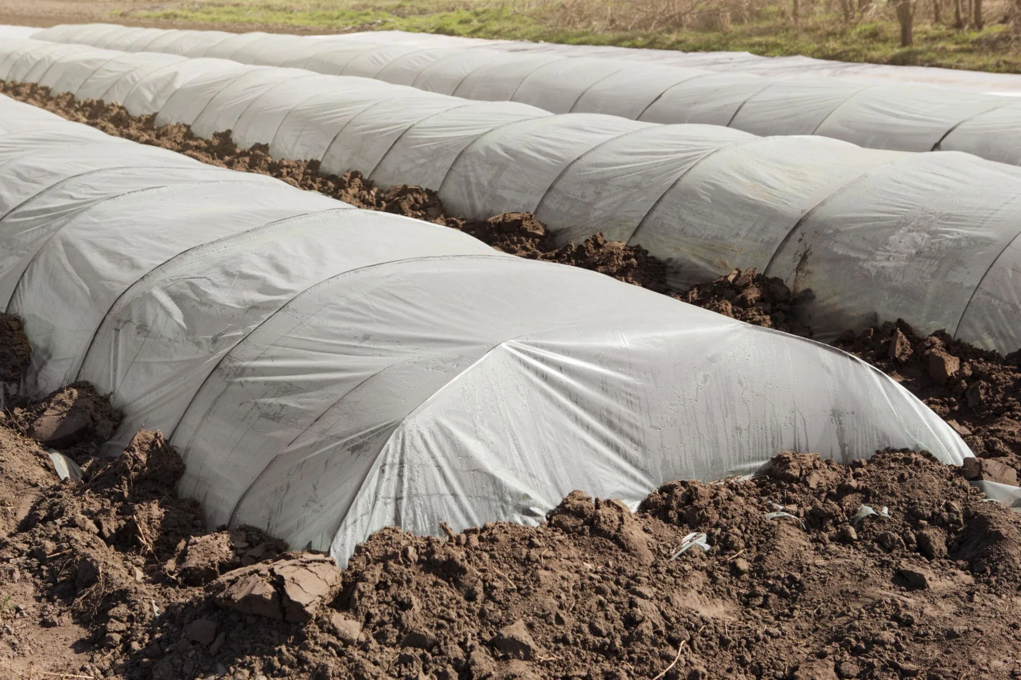 Lowtunnel mulch film - Image 6