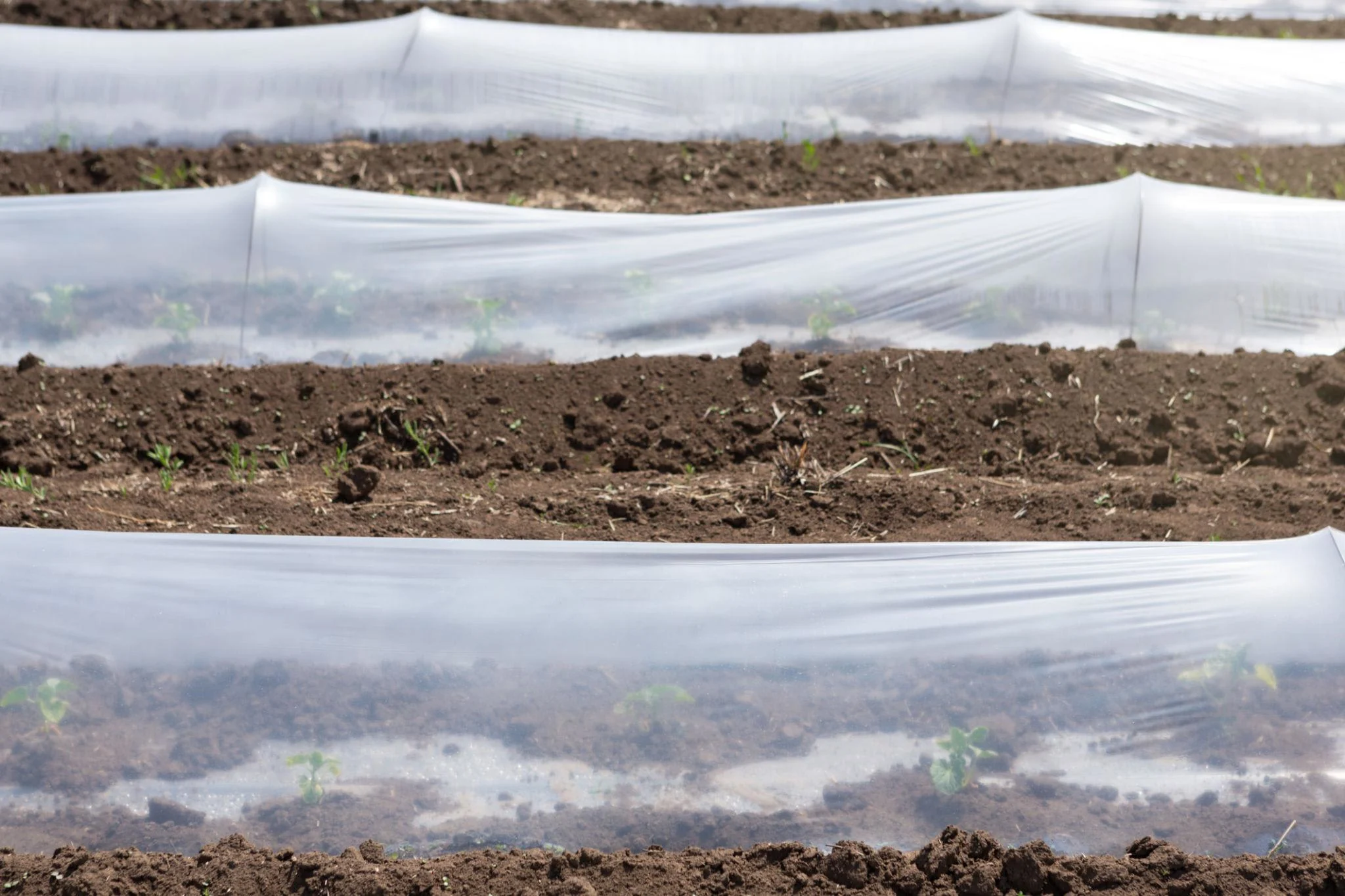Lowtunnel mulch film - Image 2