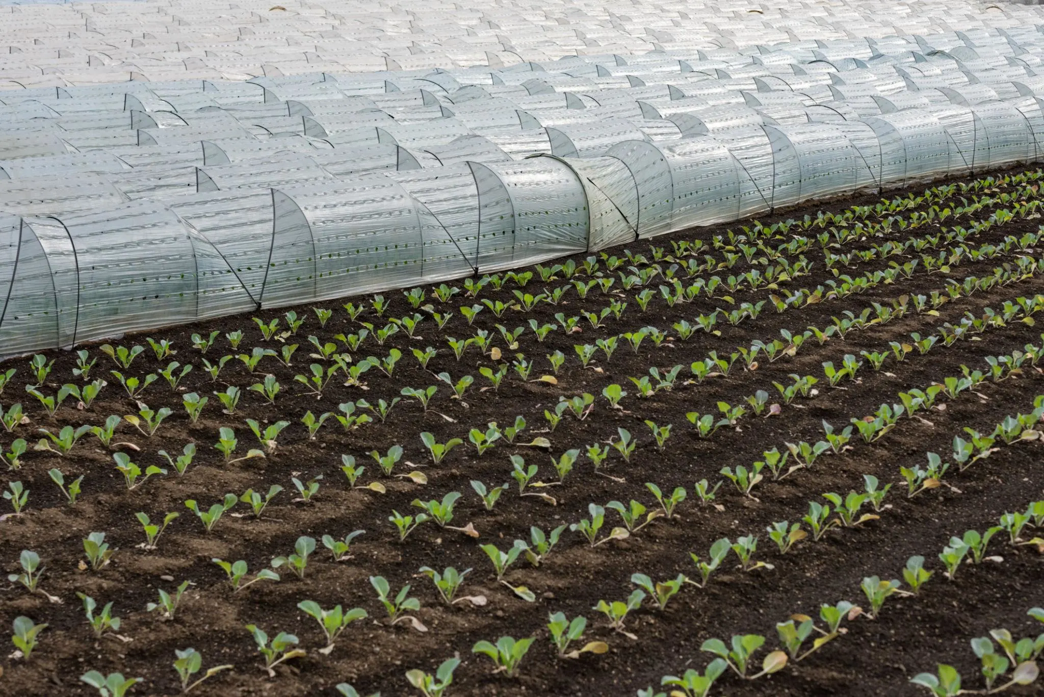 Lowtunnel mulch film - Image 4