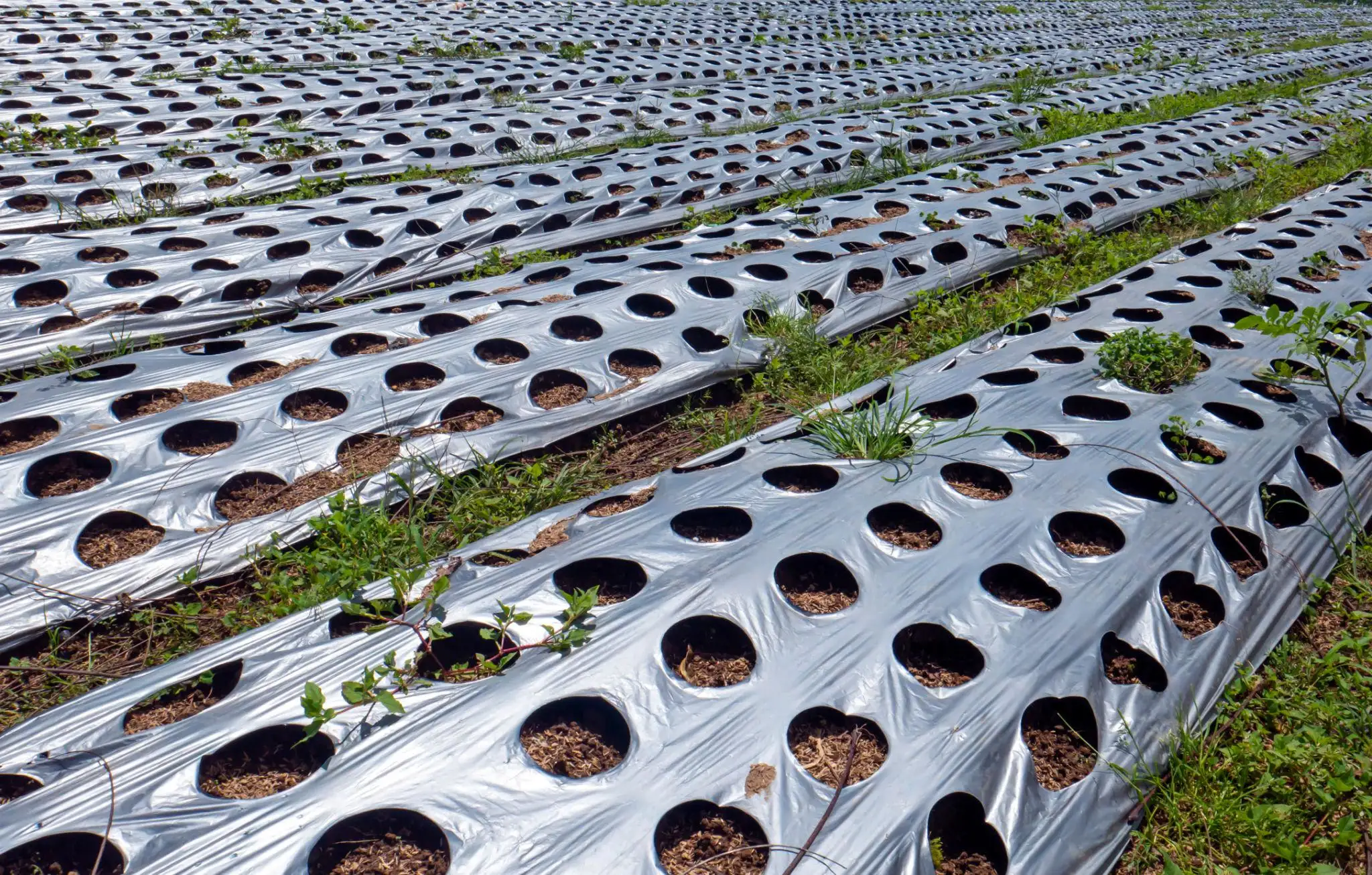 Mulching film Multilayer - Image 4