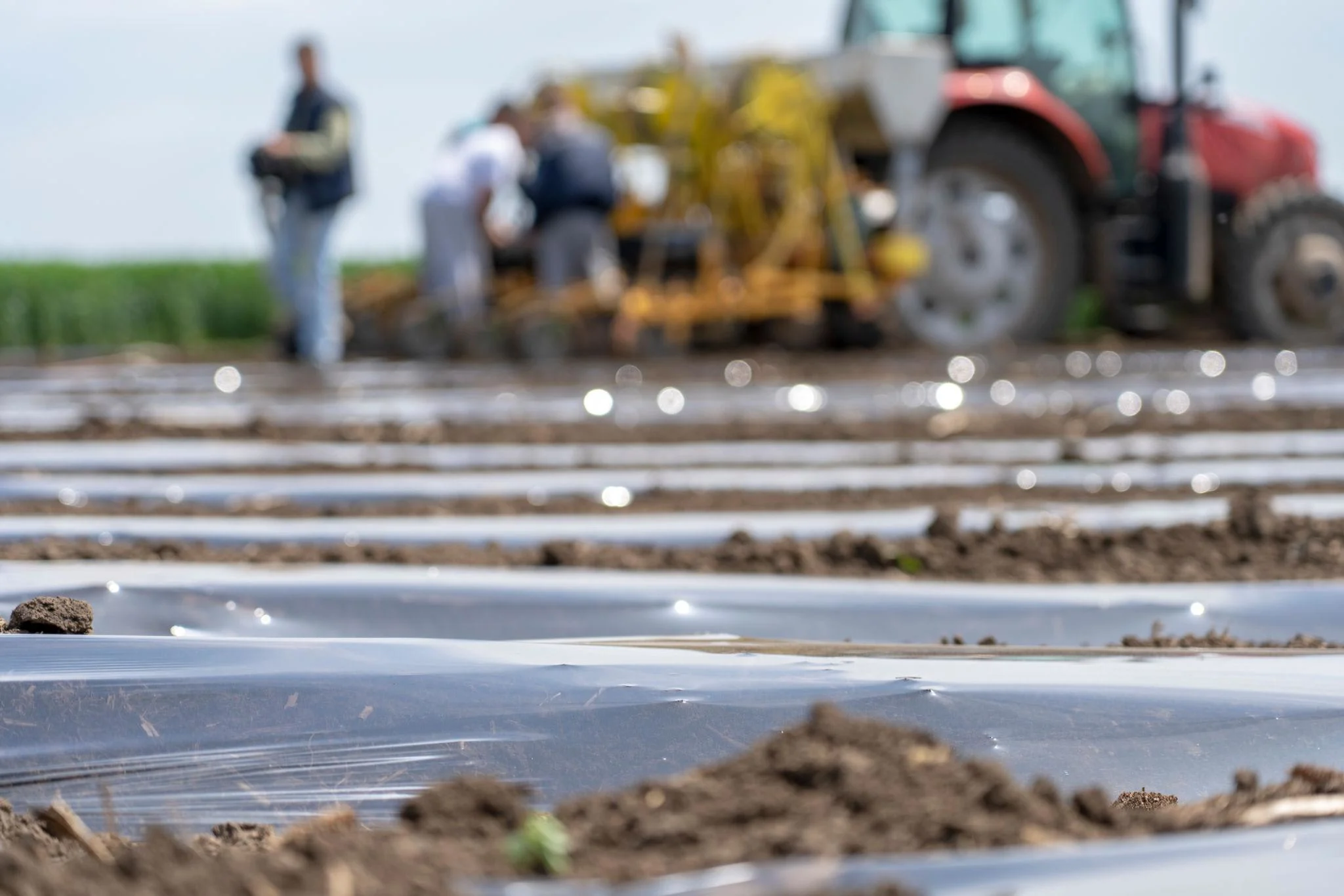 Mulching film Multilayer - Image 3