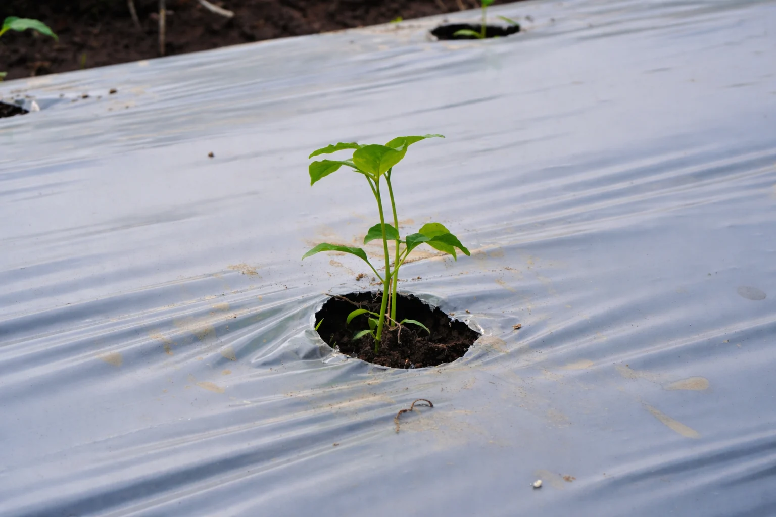Mulching film Multilayer - Image 8
