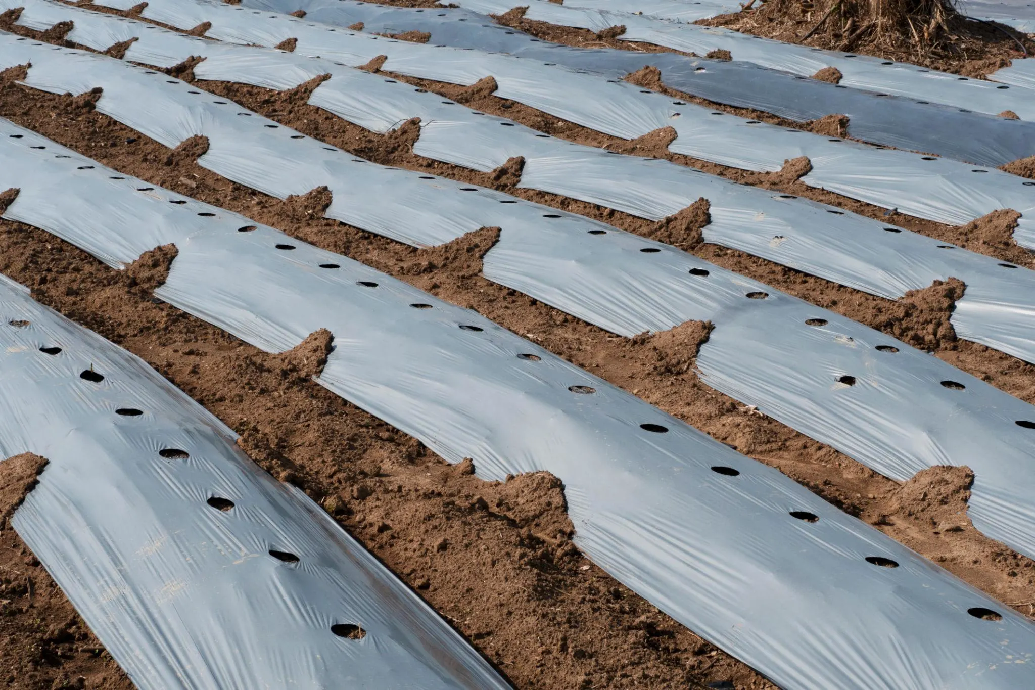 Punching Mulching film - Image 7