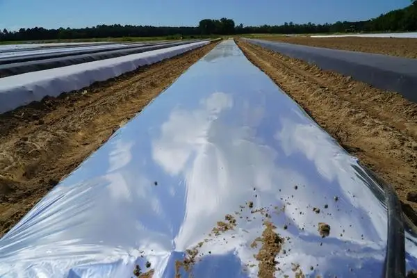 Reflective mulch film - Image 4