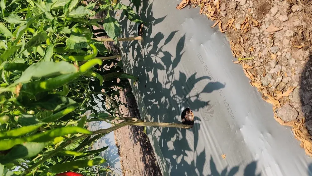 Mulching film Multilayer - Image 7