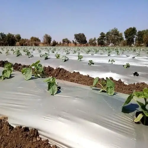 Mulching film Multilayer - Image 6